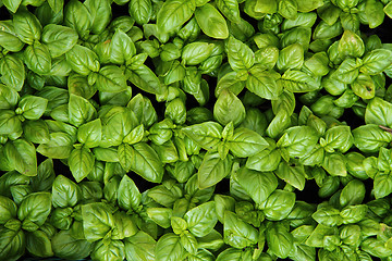 Image showing sweet basil background