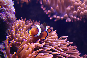 Image showing clown fish