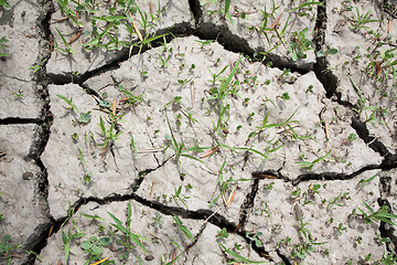 Image showing Cracked and Parched Dry Land in Drought