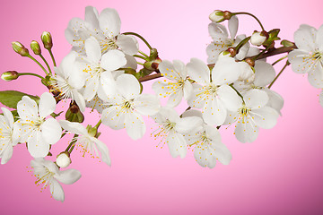 Image showing Cherry tree branch with spring white flowers