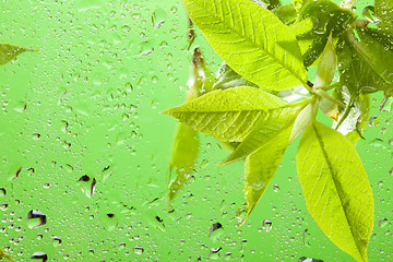 Image showing Macro of the leaves and water drops