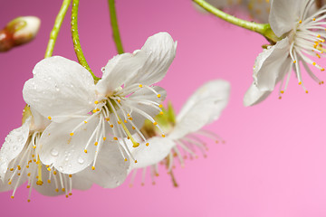 Image showing Close-up of cherry tree flowers