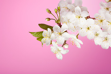 Image showing cherry tree flowers on pink background