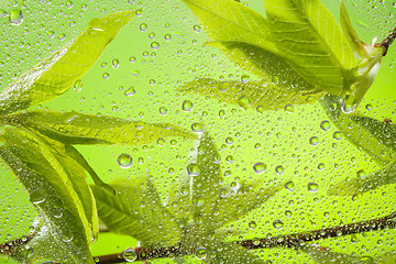 Image showing Close-up of twig with leaves after rain