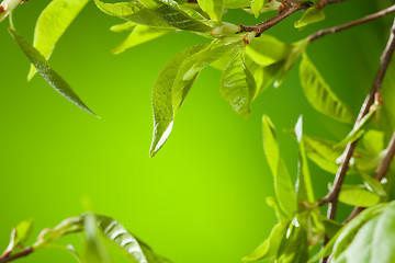 Image showing Spring leaves twigs