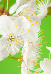 Image showing Cherry tree flowers on green