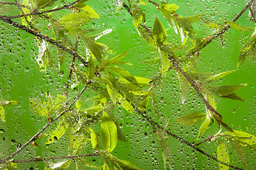 Image showing twig with fresh spring leaves after rain