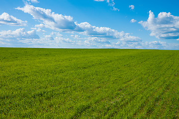 Image showing Vivid field and sky background