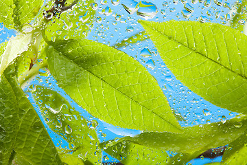 Image showing Close-up of the wet leaves