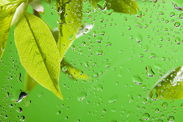 Image showing Leaves after spring rain