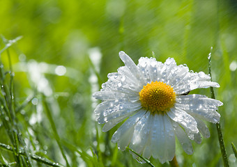 Image showing daisy on the loan after spring rain