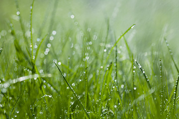 Image showing Grass under the sprinkler