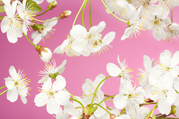 Image showing Close-up of cherry flowers