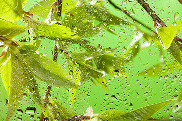 Image showing Brunch with fresh spring leaves after rain