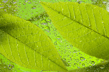 Image showing Leaf after rain