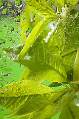 Image showing Macro shoot of a leaves and drops