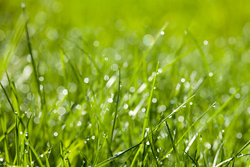 Image showing Nice grass background