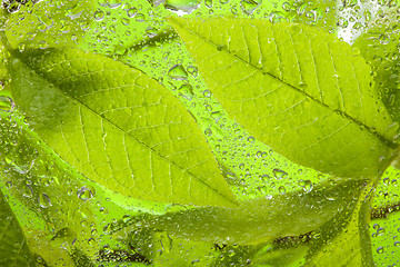 Image showing close-up of the wet leaves