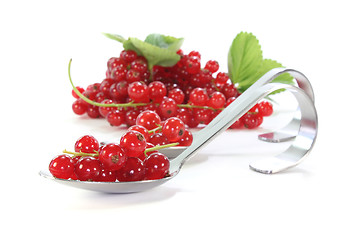 Image showing Currants