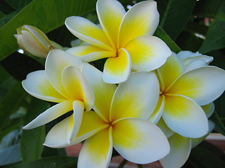 Image showing Frangipani