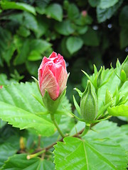 Image showing Hibiscus Bud