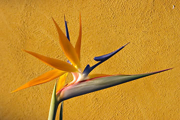 Image showing Bird of Paradise