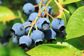 Image showing Northern highbush blueberry