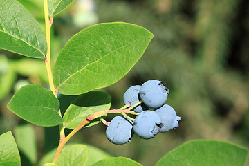 Image showing Northern highbush blueberry