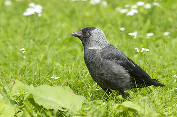 Image showing Jackdaw