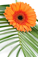 Image showing orange gerbera