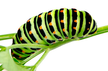 Image showing Swallowtail caterpillar
