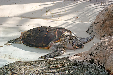 Image showing Turtle