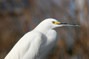 Image showing Bird