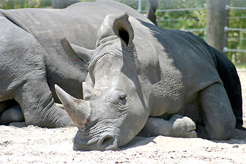 Image showing Rhino