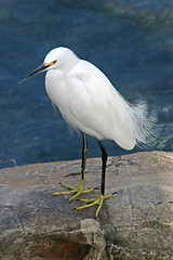 Image showing Bird