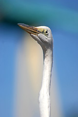 Image showing White Bird