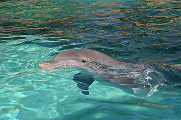 Image showing Dolphin