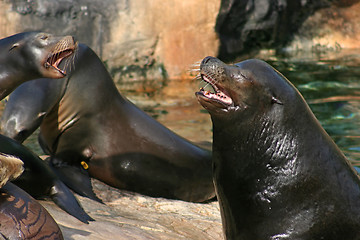 Image showing Sealions