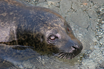 Image showing Seal