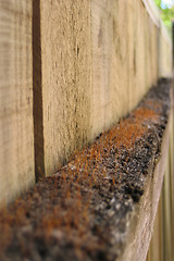 Image showing Fungus Fence