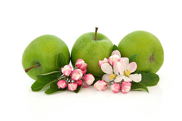 Image showing Apple Fruit and Flower Blossom