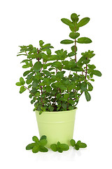 Image showing Mint Herb Plant