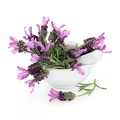 Image showing Lavender Herb