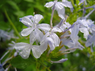 Image showing Blue Flowers