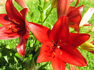Image showing Red Lillies