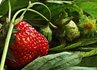 Image showing strawberry in the garden