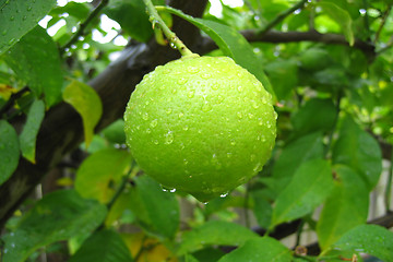 Image showing Lime