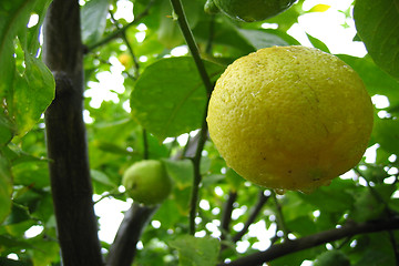 Image showing Lemon