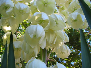 Image showing White Bell Flowers