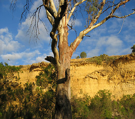 Image showing Gum Tree